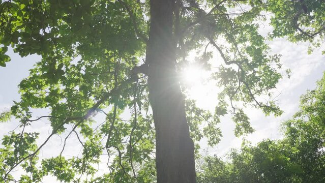 Sun breaks through trees spring Low angle view. Camera moves between huge trunks trees bottom up view sky. 