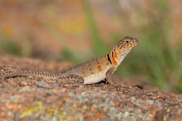 Female Collared Lizard