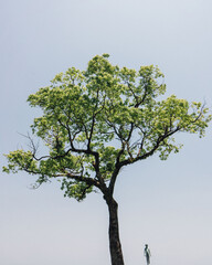 tree in the park