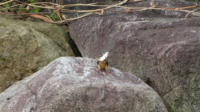 Kingfisher Bird (Alcedo atthis) Pierced Though Big Fish With Its Bill And Waiting for Prey Die. Common Kingfisher Hunter Caught Fish Holding in Long Rapier-Like Beak Pearched on Boulder Summertime