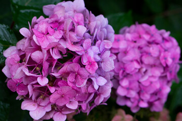Hydrangea garden. Pink, blue, lilac, violet, purple Hydrangea flower (Hydrangea macrophylla) blooming in a garden. Hydrangea macrophylla - bright bush of hortensia flowers