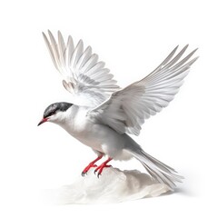 Forsters tern bird isolated on white. Generative AI