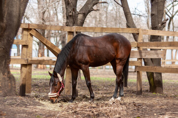 Obraz premium Brown Horse outdoors