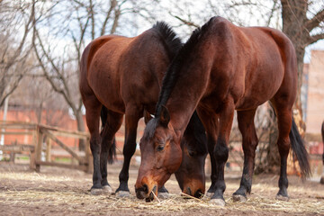 Fototapeta premium Brown Horse outdoors