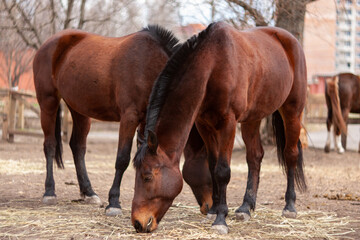 Brown Horse outdoors