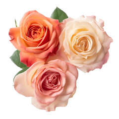 Fototapeta premium Beautiful Roses, high quality, isolated on a white background PNG