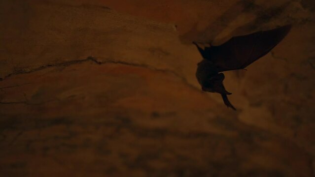 Bat Hanging Upside Down On Ceiling In Cave.