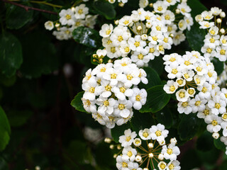 Spring blooming flowers in a garden