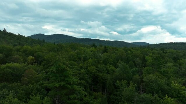 Forest in the Adirondack mountains in New York.