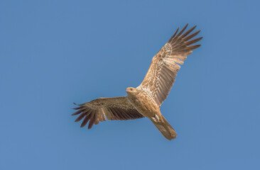 Whistling kite (Haliastur sphenurus )  bird of prey,