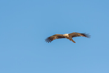 Whistling kite (Haliastur sphenurus )  in flight