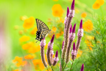 ケイトウの花の蜜を吸うアゲハ蝶