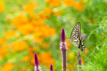 ケイトウの花の蜜を吸うアゲハ蝶