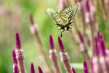 ケイトウの花の蜜を求めて飛ぶアゲハチョウ