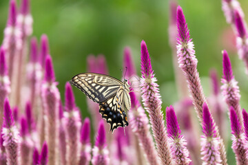 ケイトウの花の蜜を吸うアゲハ蝶