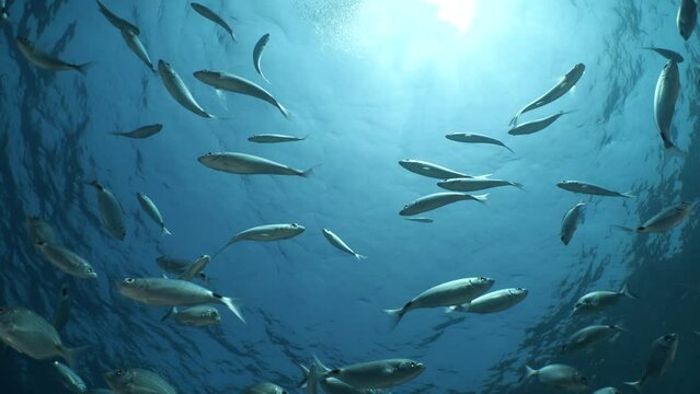 fish school scenery underwater sun beams sun rays underwater mediterranean sea sun shine relaxing ocean scenery