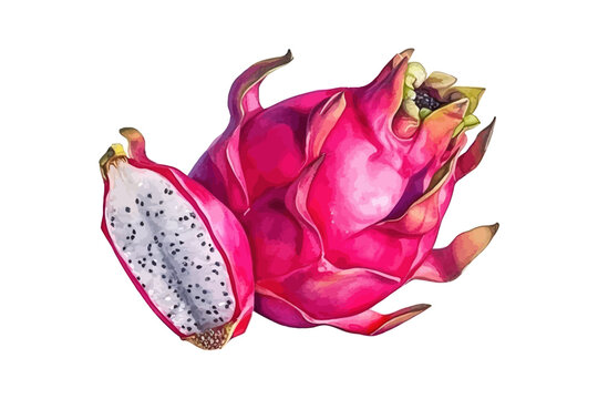 Dragon fruit. Watercolor realistic. Vector illustration design.