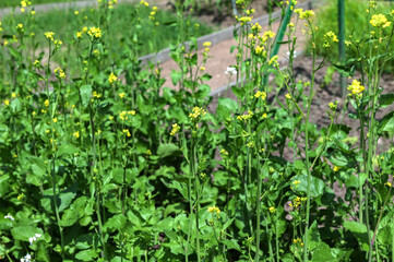 Obraz na płótnie Canvas White Mustard (Sinapis alba) in vegetable garden.