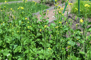 White Mustard (Sinapis alba) in vegetable garden.