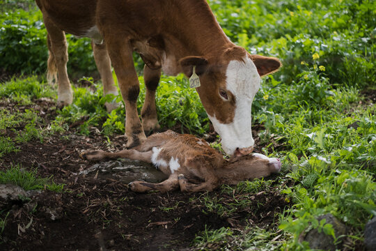 Having recently given birth, a mother cow prods her stillborn calf. The calf is lifeless on the ground. They are free range, in a grassy field.