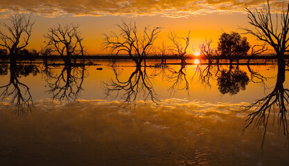 Sunrise over a lake with reflections and tree silhouettes in Sturt National Park in Australia.