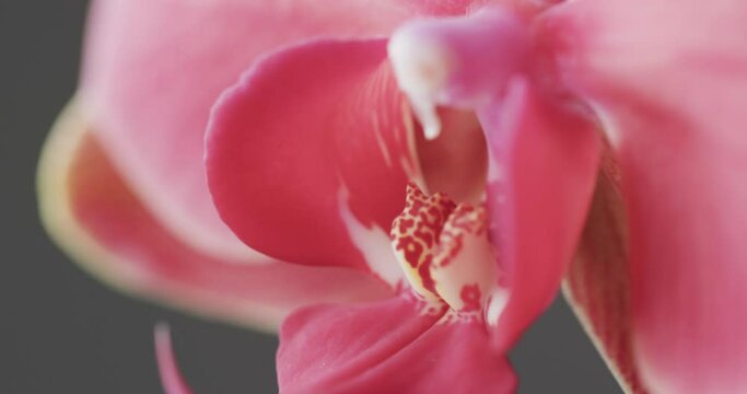 Micro video of close up of pink orchid flower with copy space on grey background
