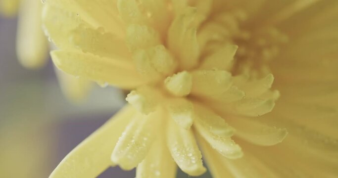 Micro video of close up of yellow flowers with copy space on grey background