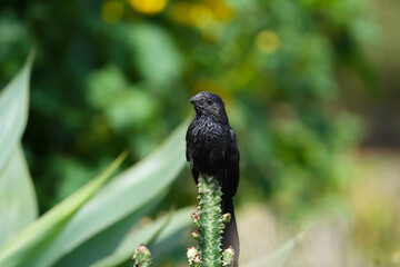 Bird on a cactus