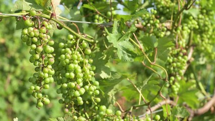 Fresh grapes growing on vines in vineyard in Michigan