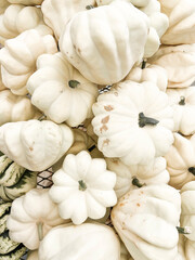 Pile of White Mini Pumpkins
