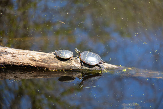 Two Painted Turtles (Chrysemys picta) on a Log