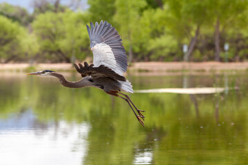 A great Blue Heron takes to flight from wetlands