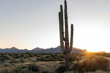 A saguaro cactus backlit by setting sun
