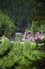 Fototapeta na wymiar Vertical film photo of stream shrouded by woods