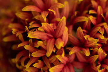 Close up detail of orange lily flowers