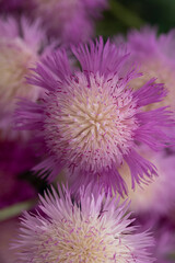 Purple thistle sweet sultan flower