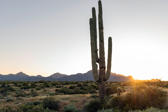A saguaro cactus backlit by setting sun