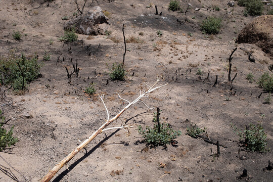 A fallen century staff against scorched earth