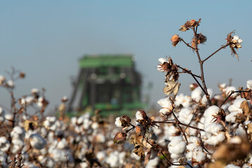 Cotton being harvested by machine out of focus