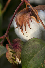 Cotton ready to be harvested in field vertical