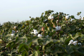 Cotton bolls beginning to open up in field