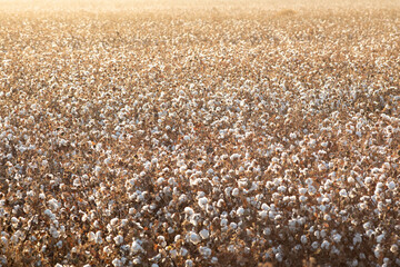 Field of cotton bolls ready to be harvested