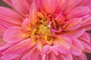 Macro shot of pink dahlia flower.