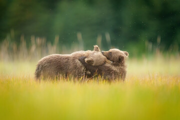 Brown Bear Cubs Wrestling in Grass