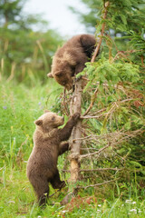 Two Bear Cubs Climbing a Tree