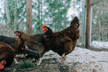 chickens huddling in cold weather inside coop