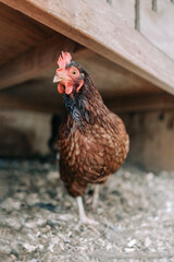 Curious chicken looking at camera inside coop