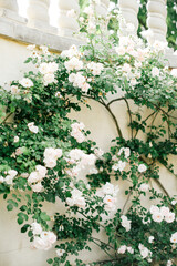 White flowers on a climbing wall beneath balustrade.