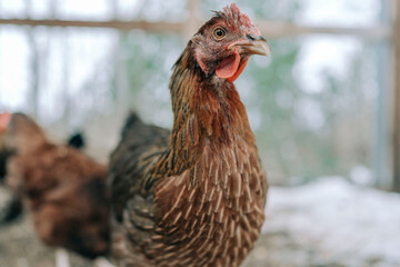 Curious chicken looking at camera inside coop