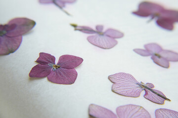 Pink colorful pressed hydrangeas background craft. Side view.